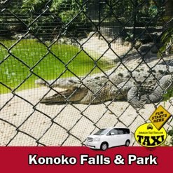 konoko falls alligator